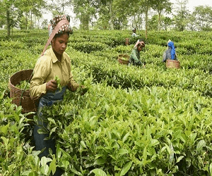 Bir Tea Factory Bir Billing — tourist place near Bir Billing