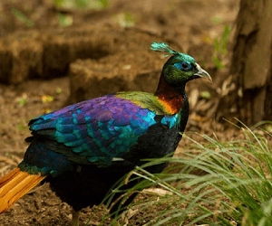 Manali Wildlife Sanctuary — tourist place near Manali