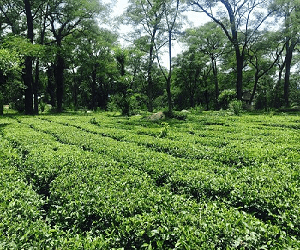 Tea Garden Palampur — tourist place near Palampur